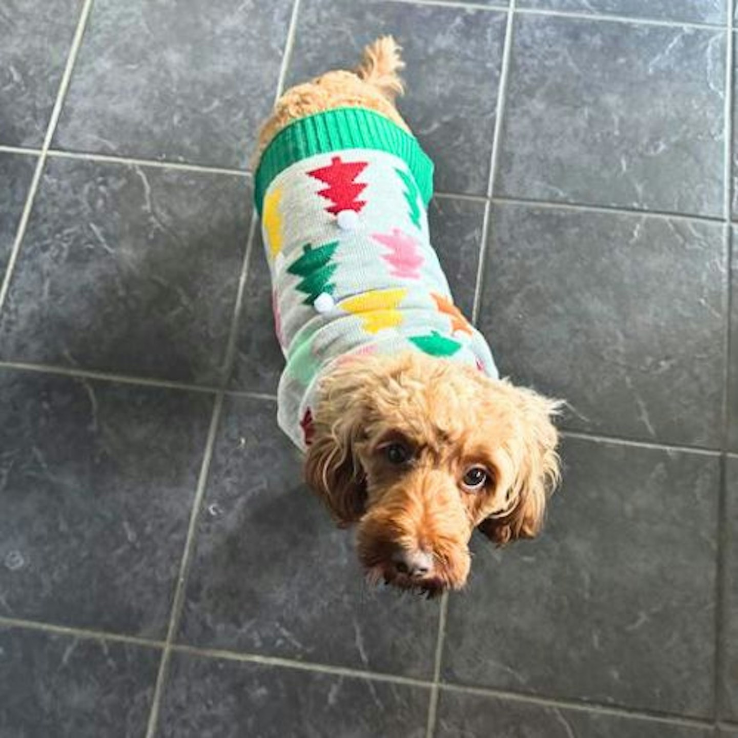 Tried & Tested by Rosie Floyd & Bella the Cockapoo: Pets at Home Christmas Whimsical Tree Pom Pom Dog Jumper