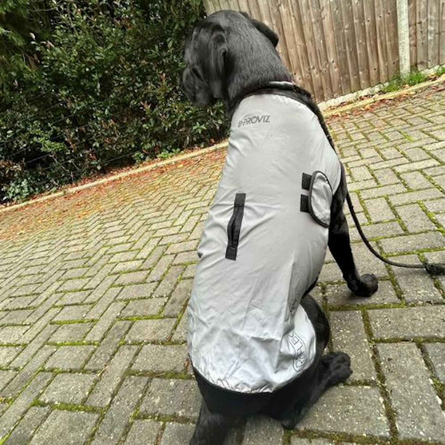 Tried & Tested by Holly Yeeles and Bob the Labrador: REFLECT360 Reflective Waterproof Dog Jacket