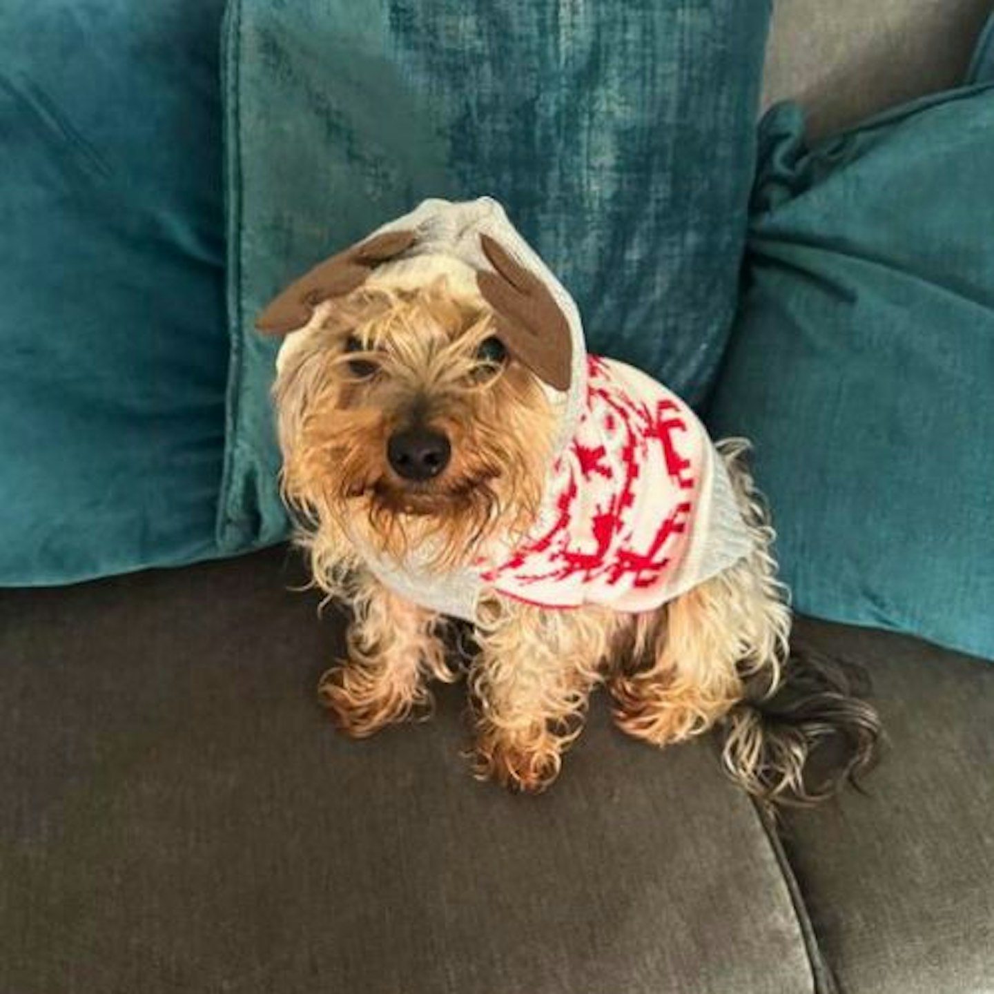 Tried & Tested by Rosie Floyd & Gina the Yorkshire Terrier cross: Pets at Home Christmas Reindeer Fairisle Knitted Dog Hoodie