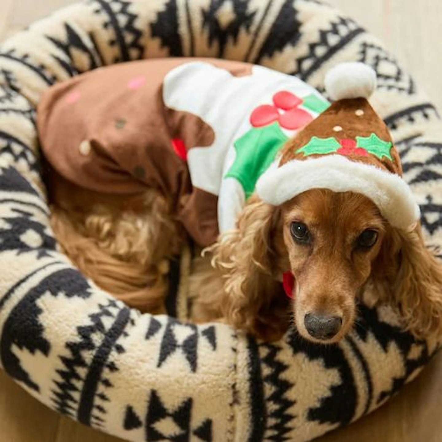 Next Christmas Pudding Dog Jumper