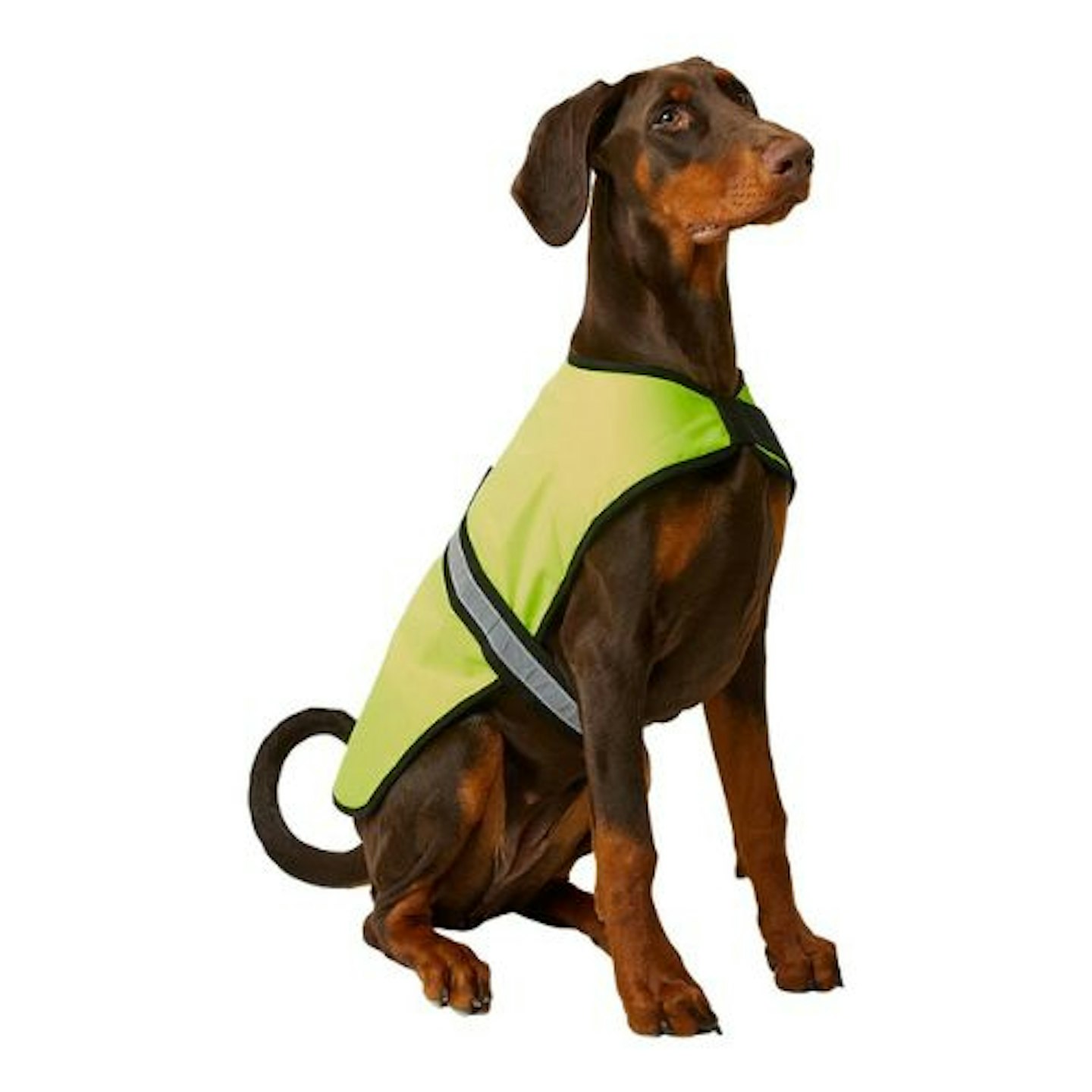 Pets at Home Reflective High Vis Padded Dog Coat