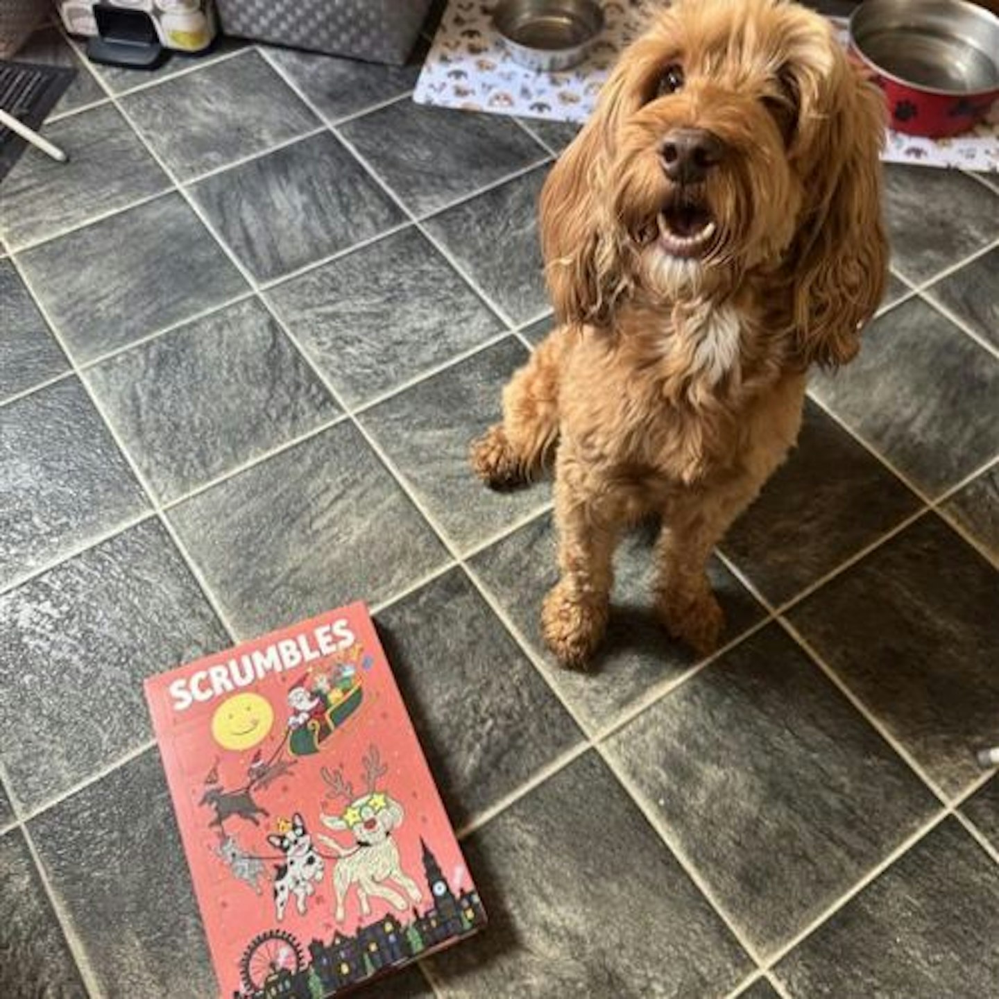 Tried & Tested by Rosie Floyd and Teddie the Cockapoo: Scrumbles Dog Advent Calendar