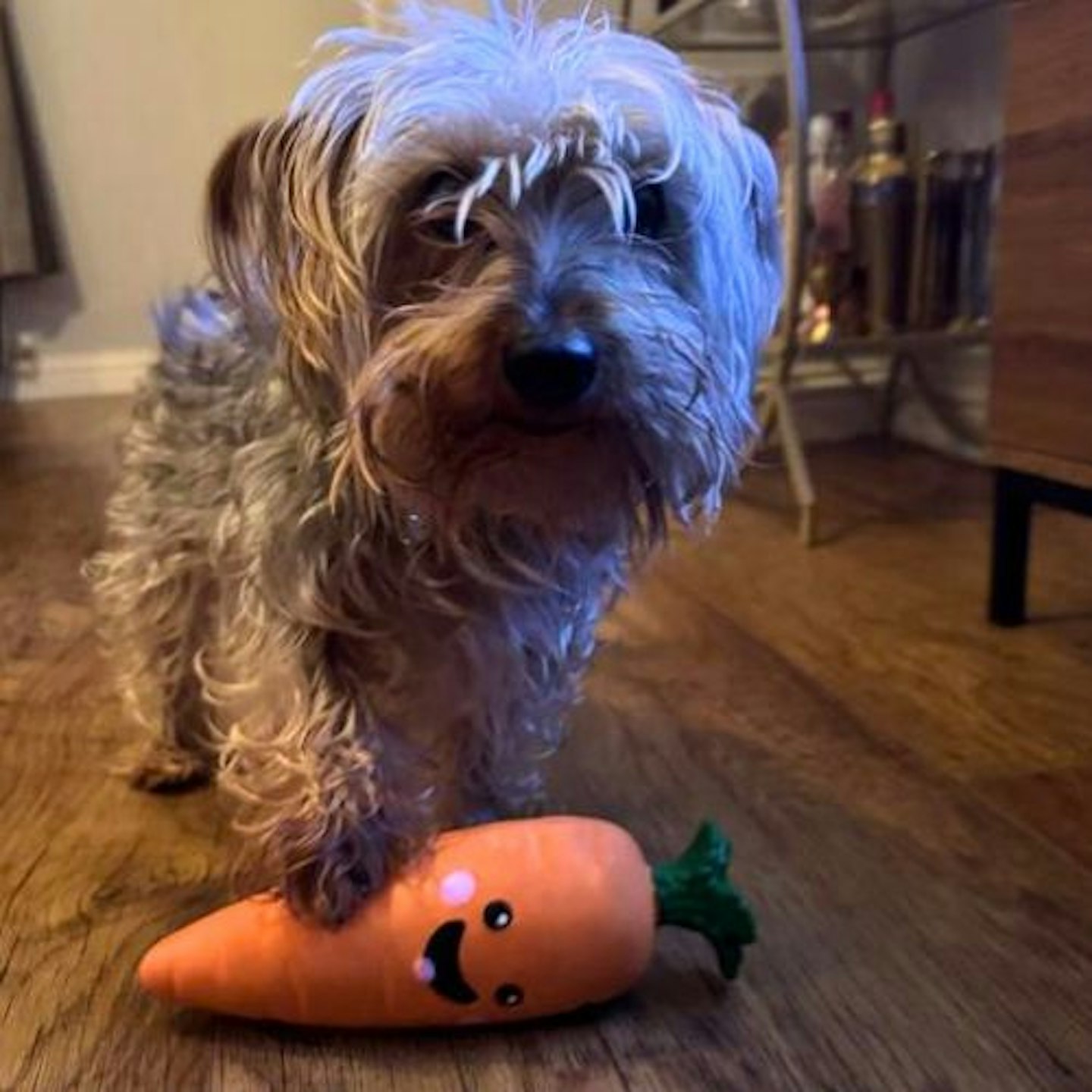 Tried & Tested by Rosie Floyd & Gina: Pets at Home Christmas Caroling Carrot Soft Latex Dog Toy