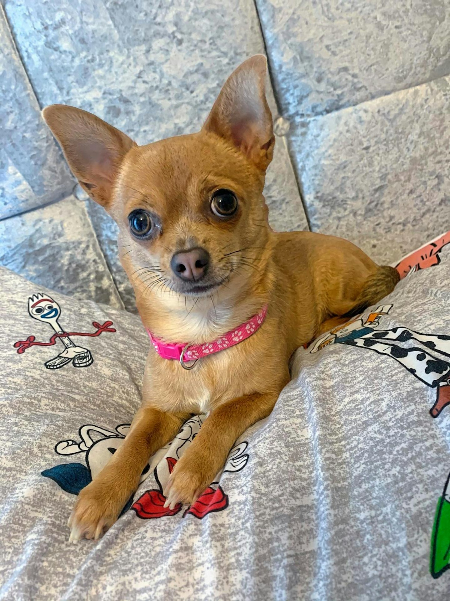 tripped over dog down stairs