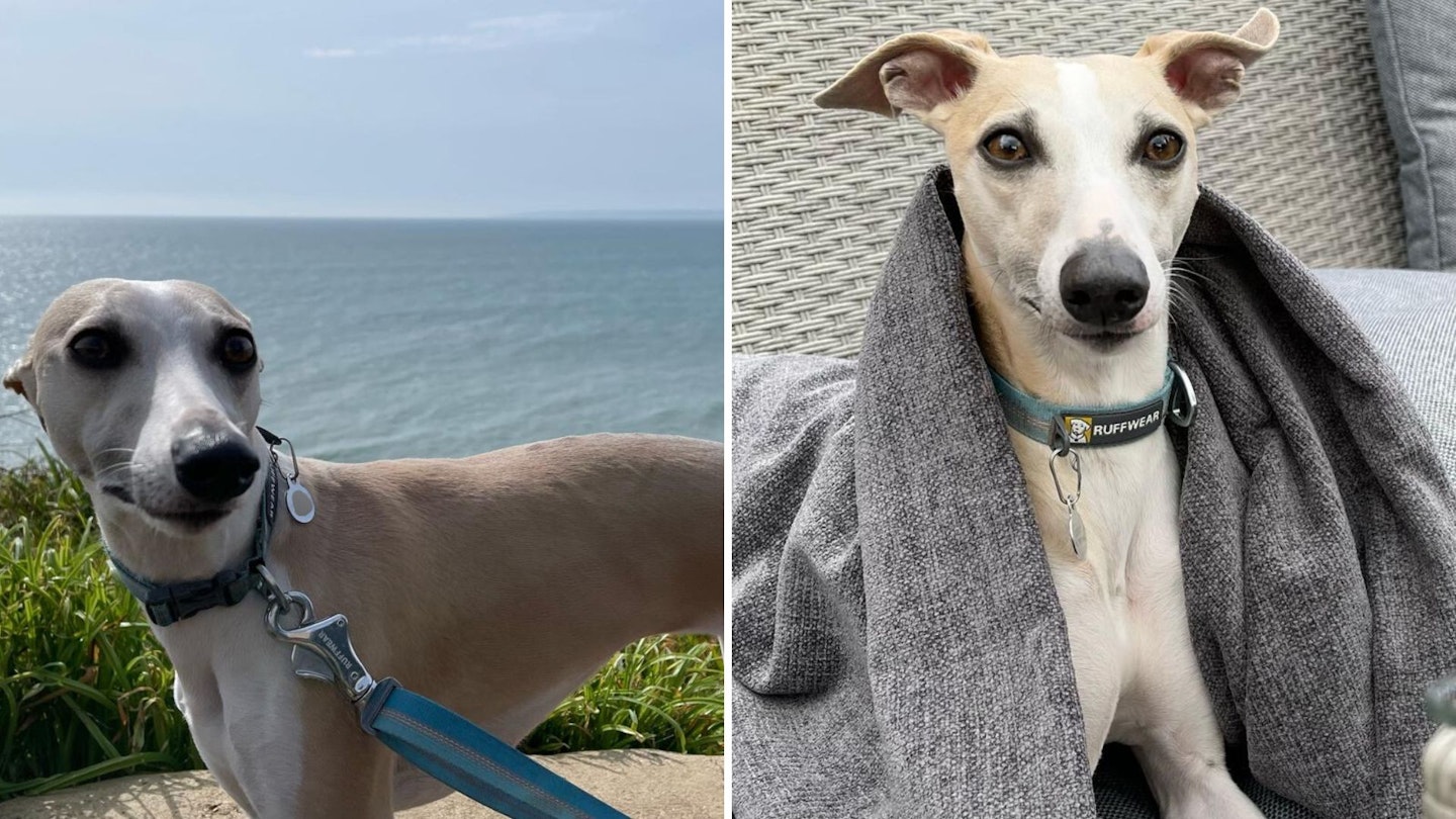 Two pictures of Murph the Whippet side by side