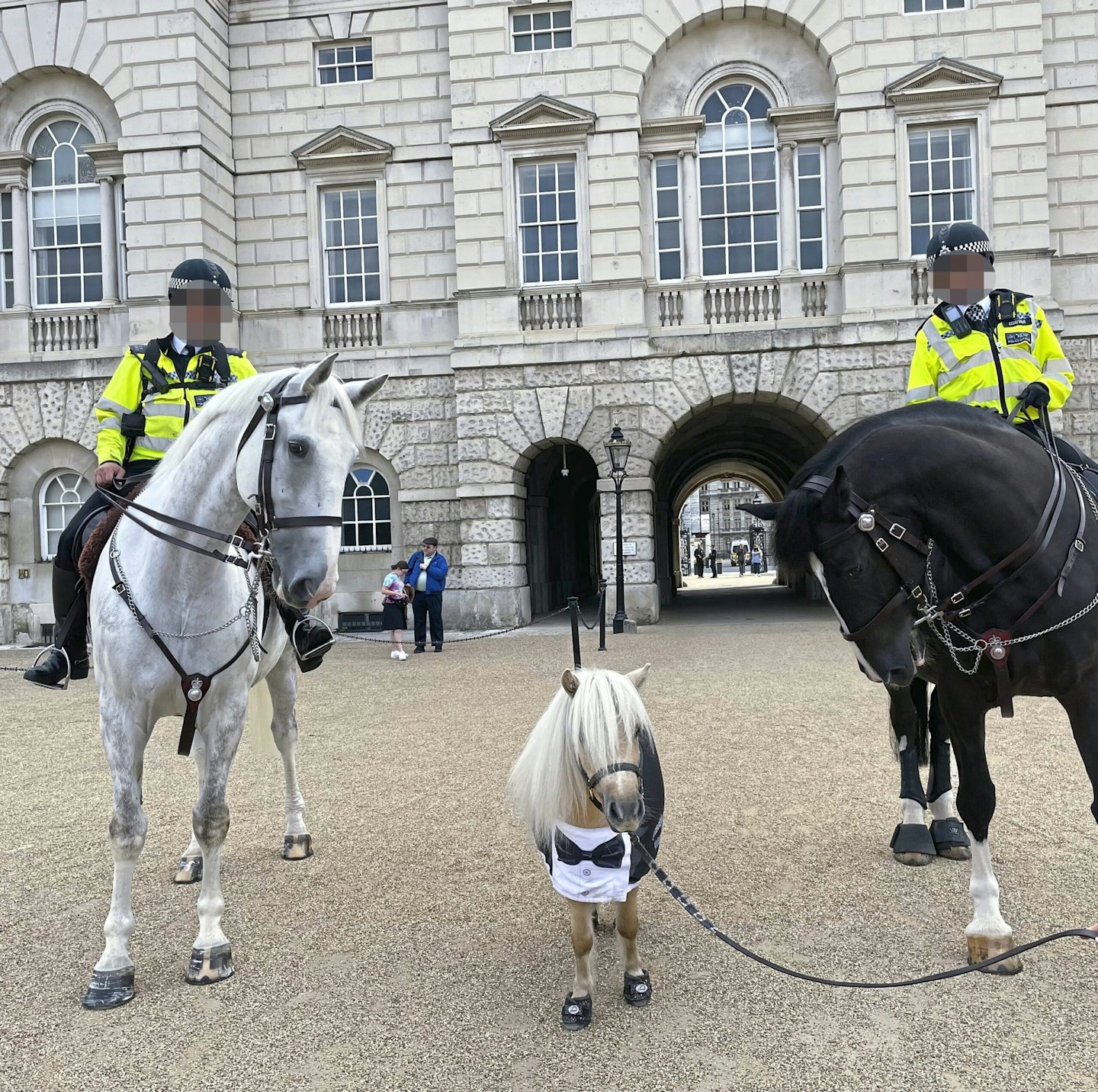 Teddy the Shetland helps his community