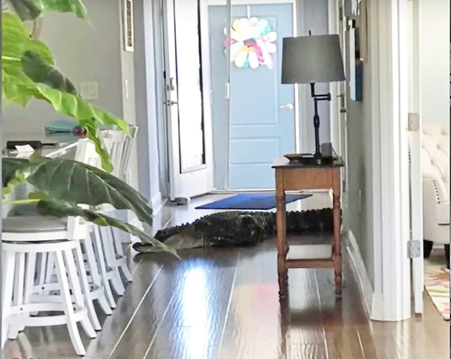 crocodile in my kitchen