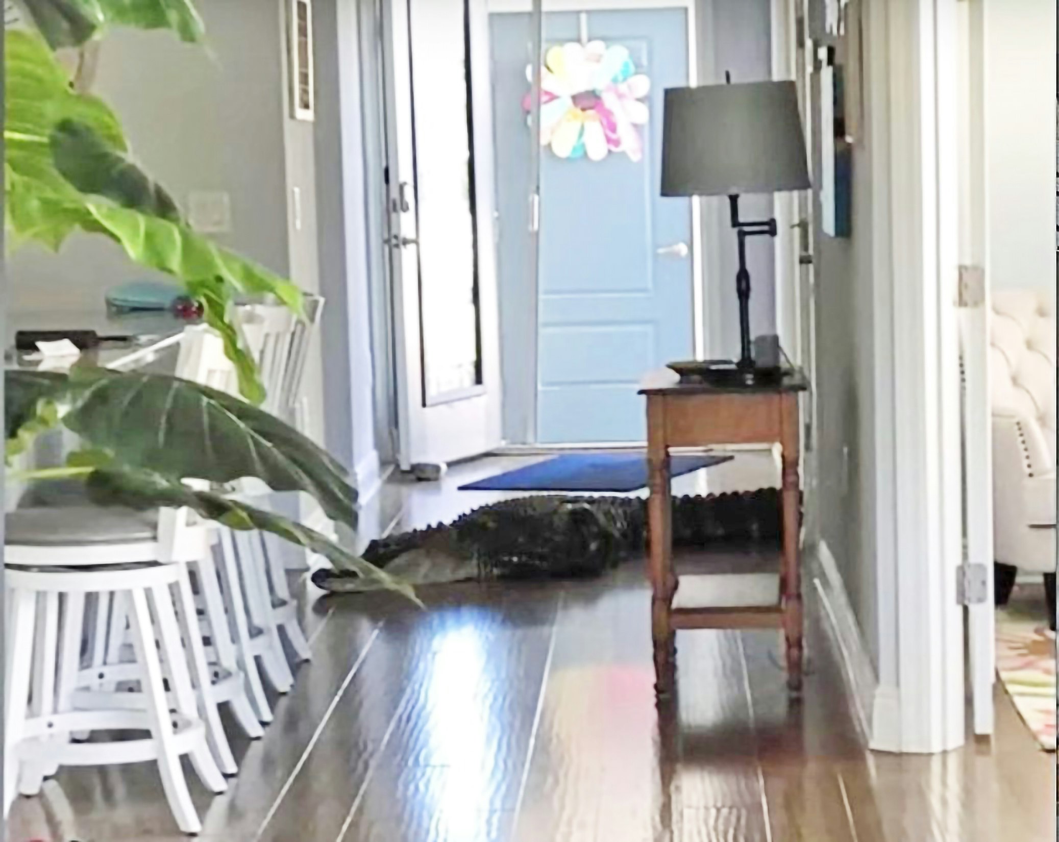 crocodile in my kitchen
