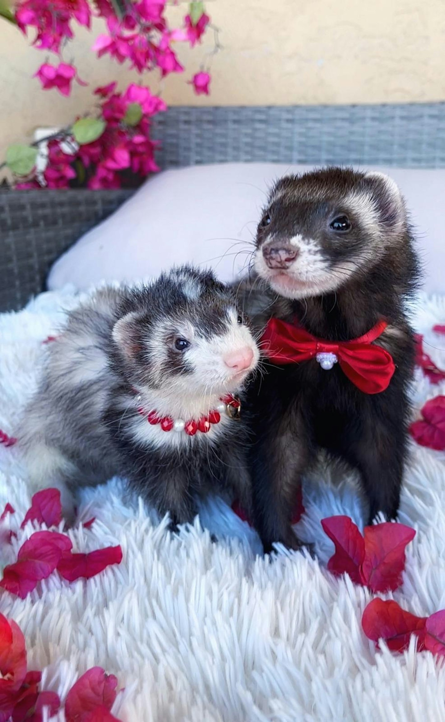 Pet ferret wedding