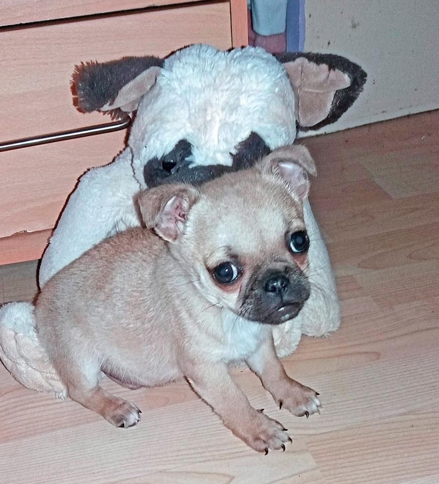 Gizmo the spoilt dog