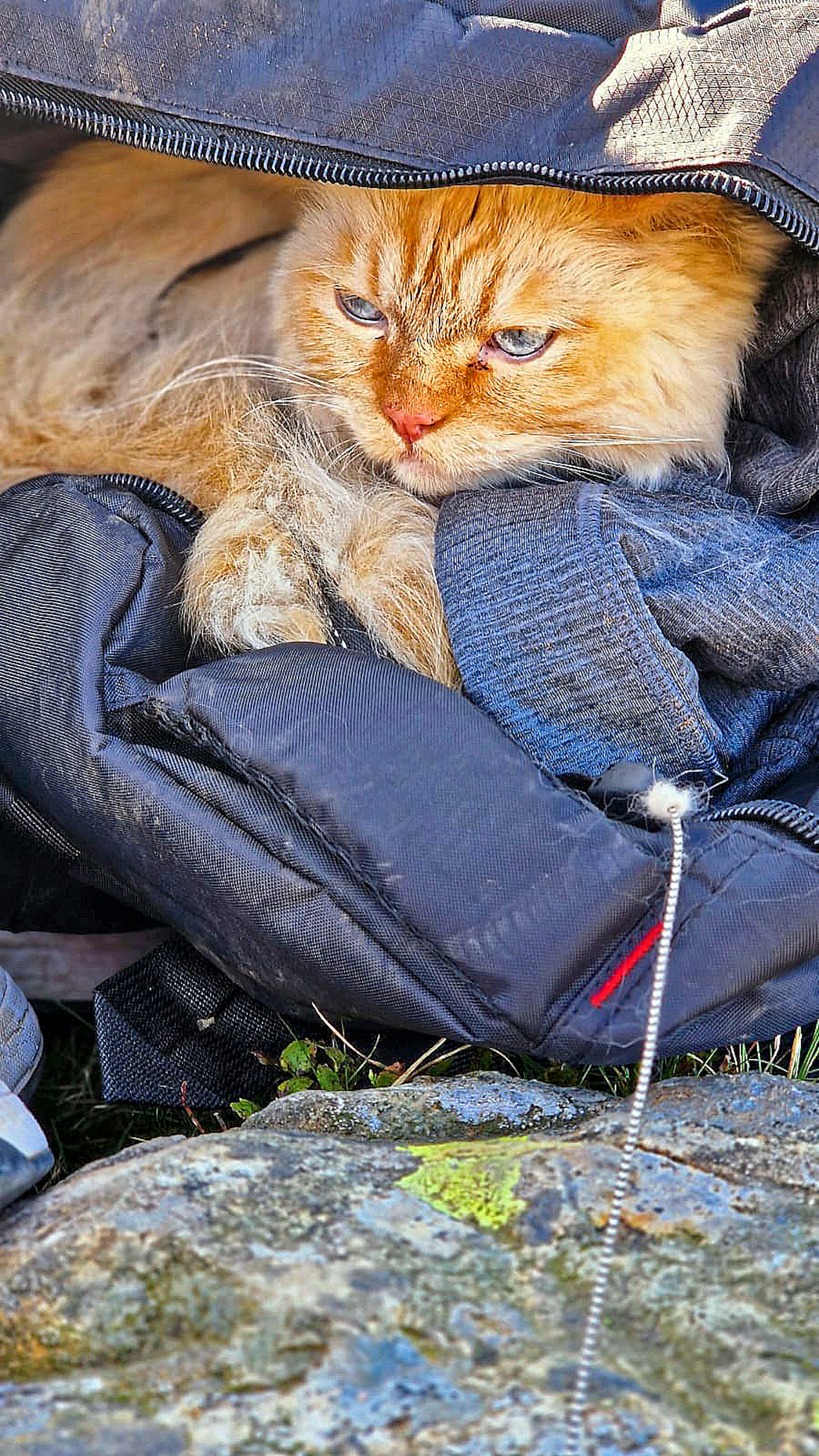 Cat completes three peaks