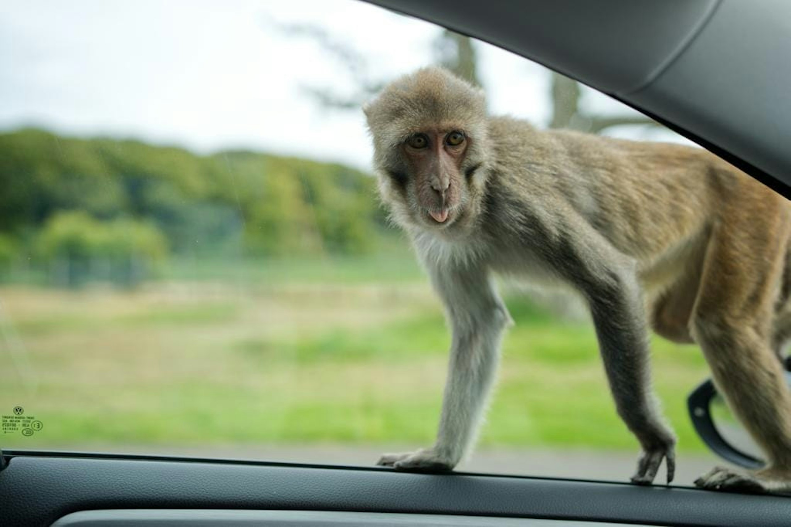 Longleat safari park