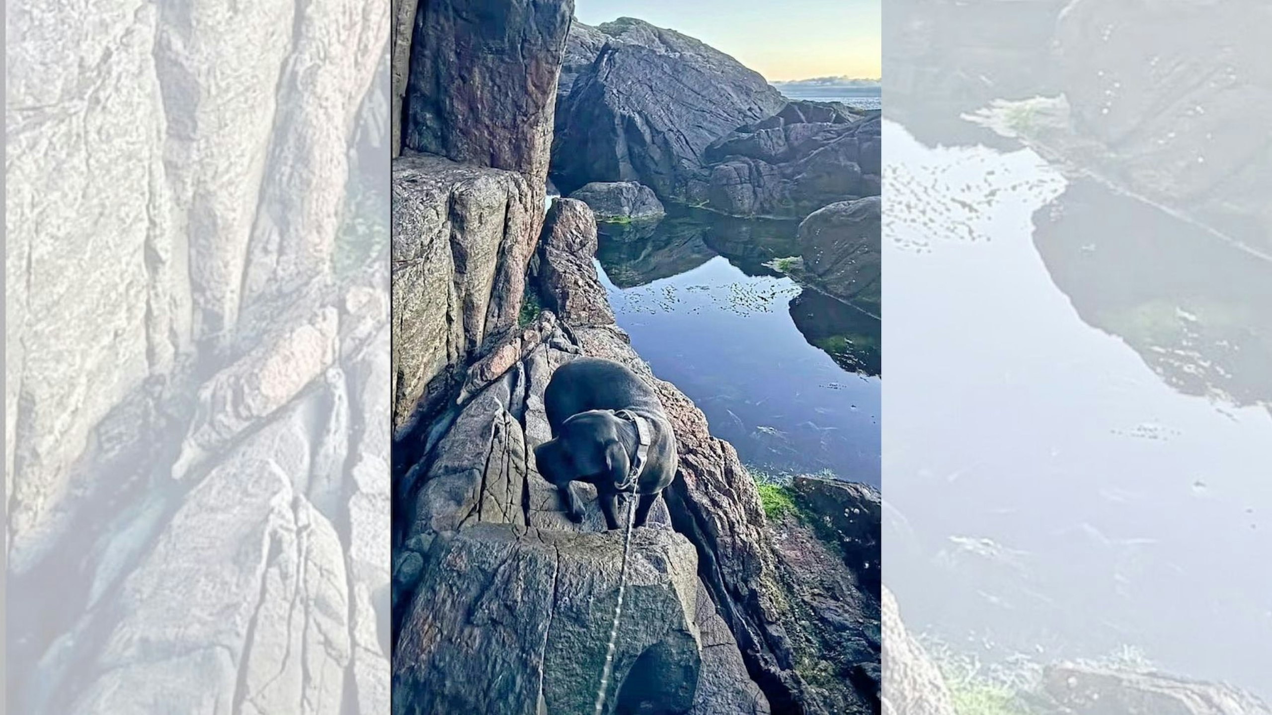 dog trapped cliff