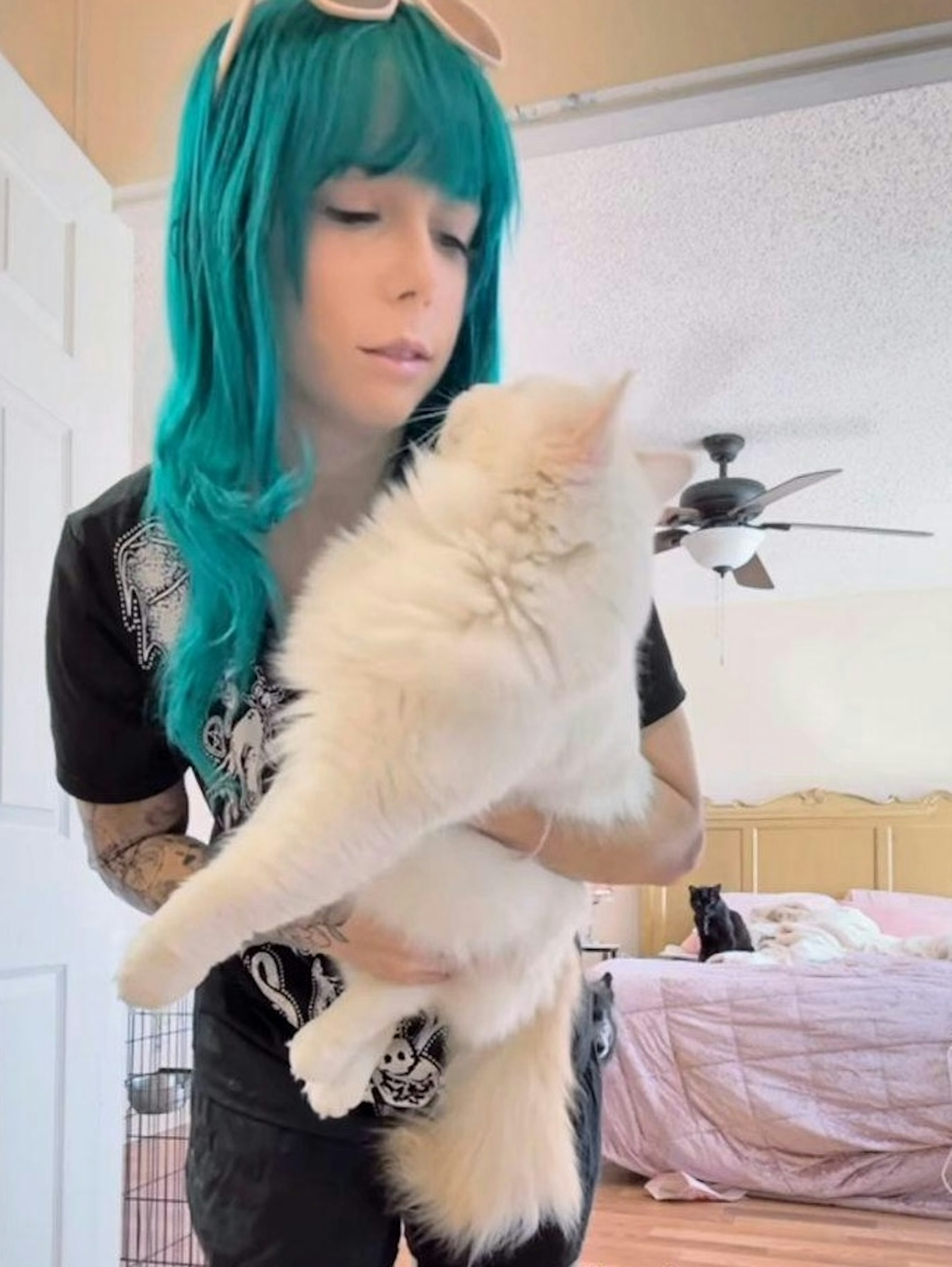 Cloned cat