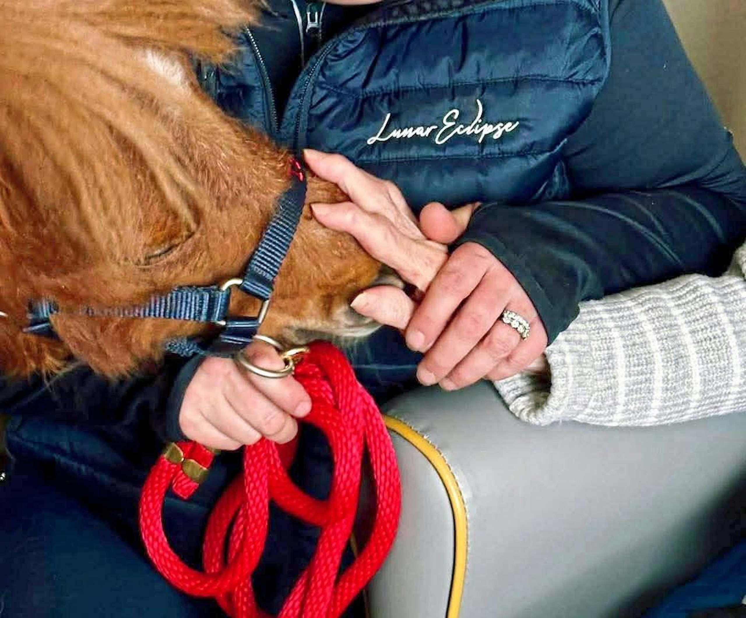 mini ponies