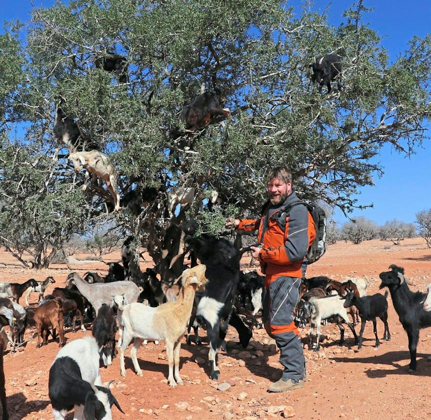 Goats in a tree