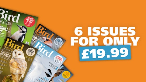 Latest Issues Magazine Bird Watching Latest Issues Magazine Bird Watching