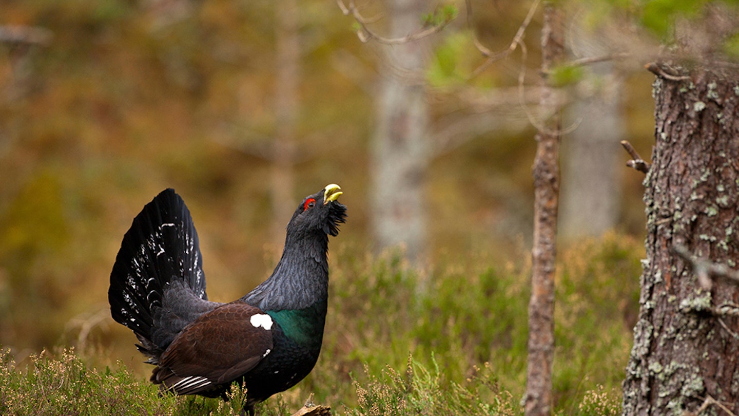 Man charged for disturbing Capercaillie