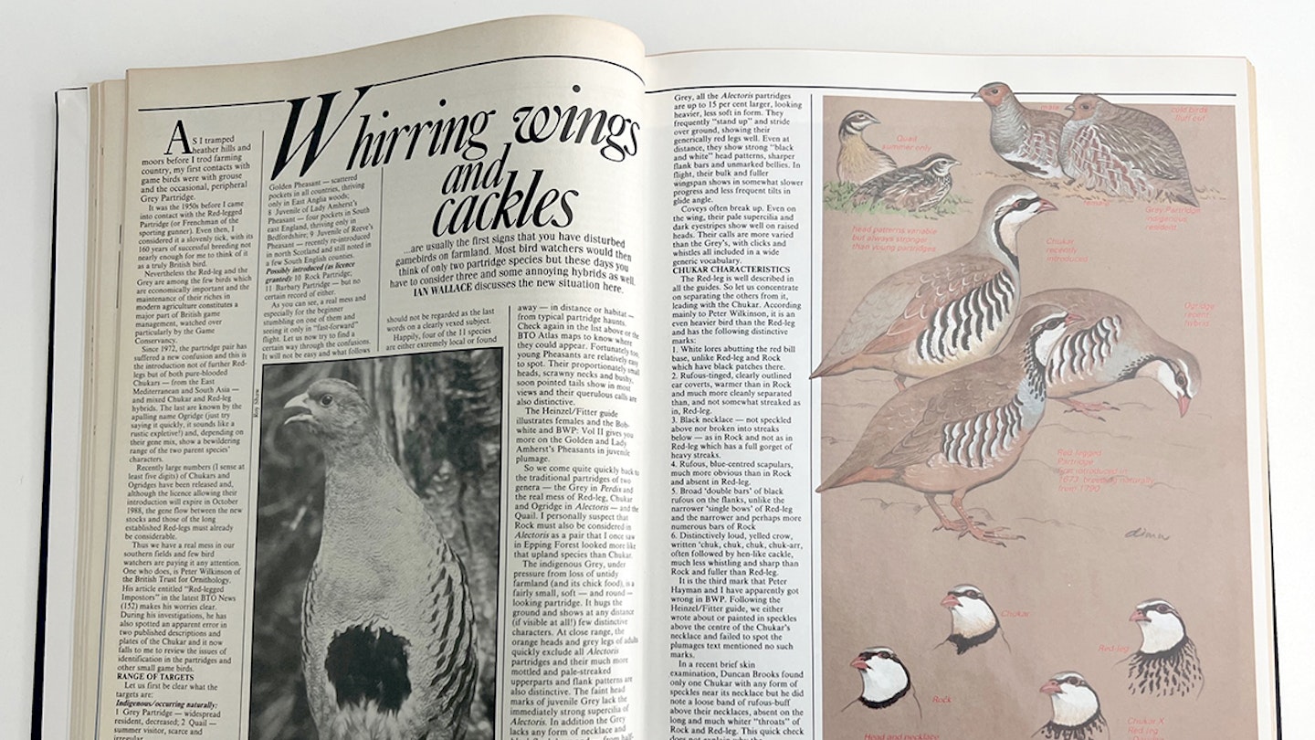 Ian Wallace’s Birding Masterclass – Part 23