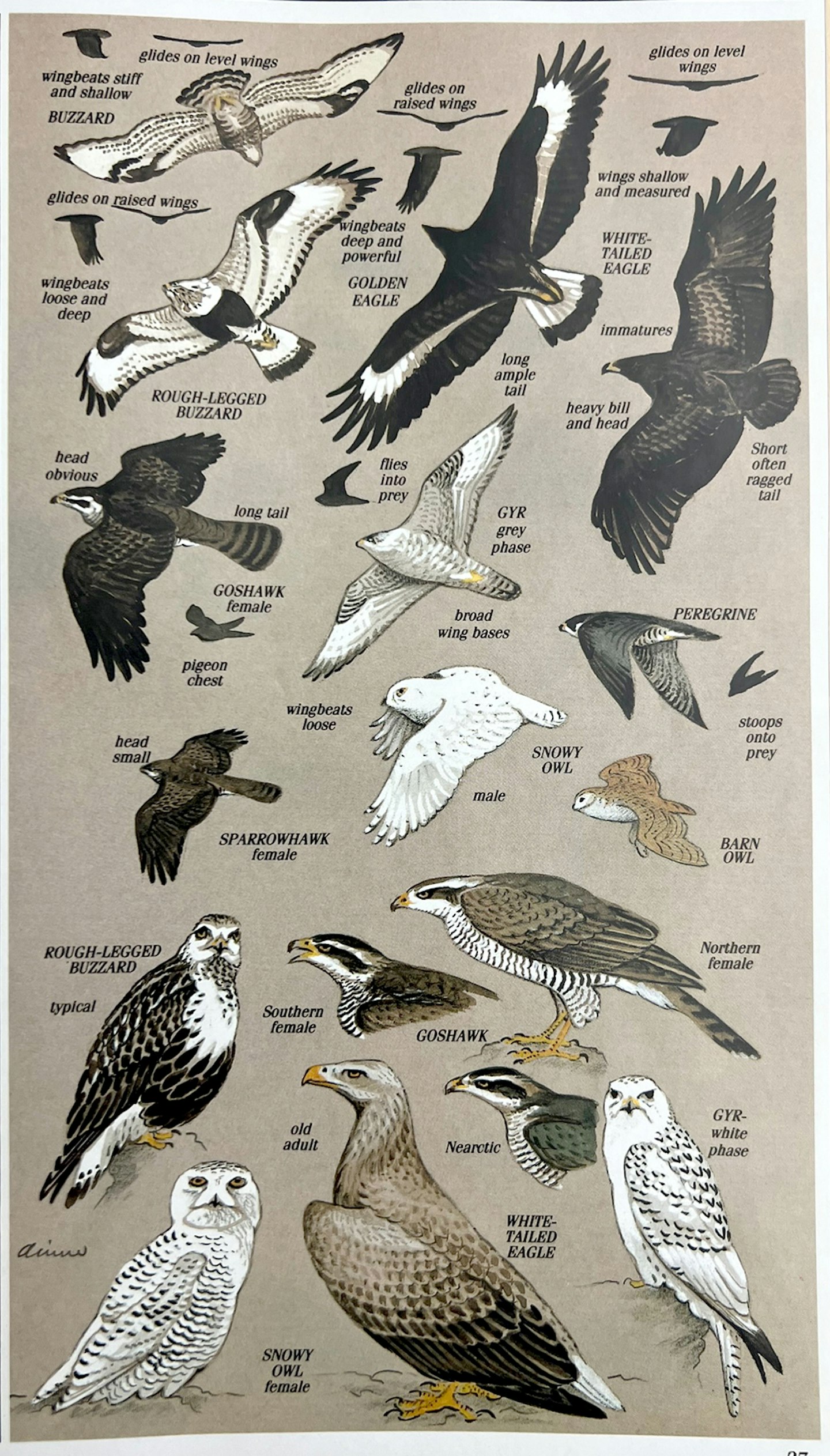 British Birds Of Prey, Identification Guides