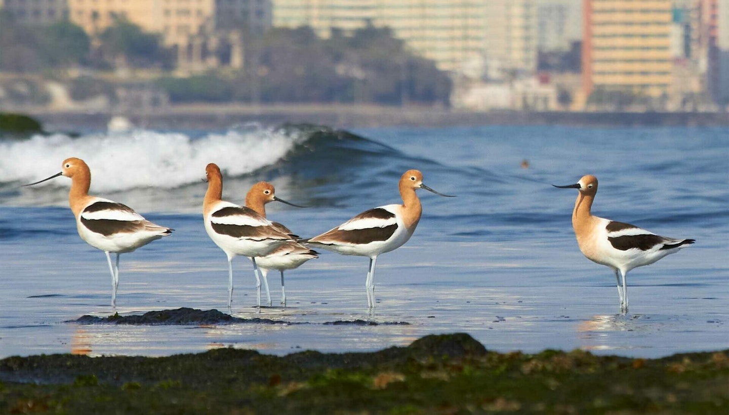 Havana Avocet Vladimir Mirabel