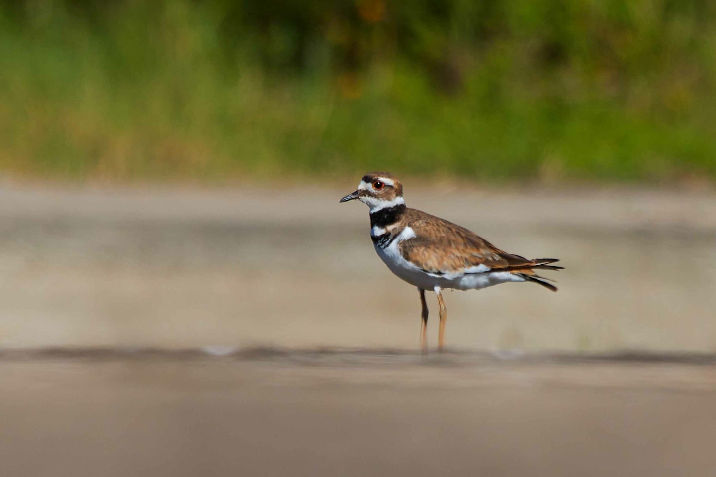 Kildeer Havana Birdwatching