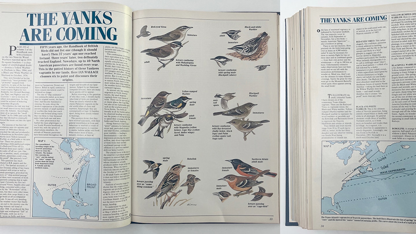 Ian Wallace’s Birding Masterclass – Part 31