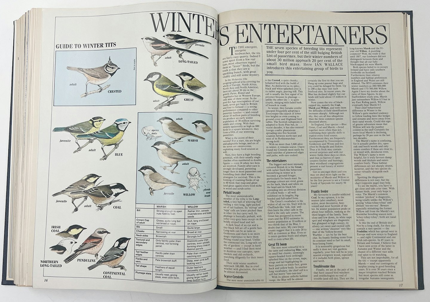 Ian Wallace's Birding Masterclass – Part 32, Features