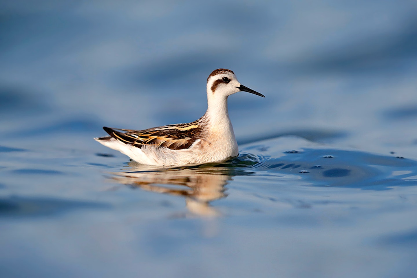 Red-necked Phalarope