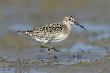 Curlew Sandpiper - Calidris ferruginea.