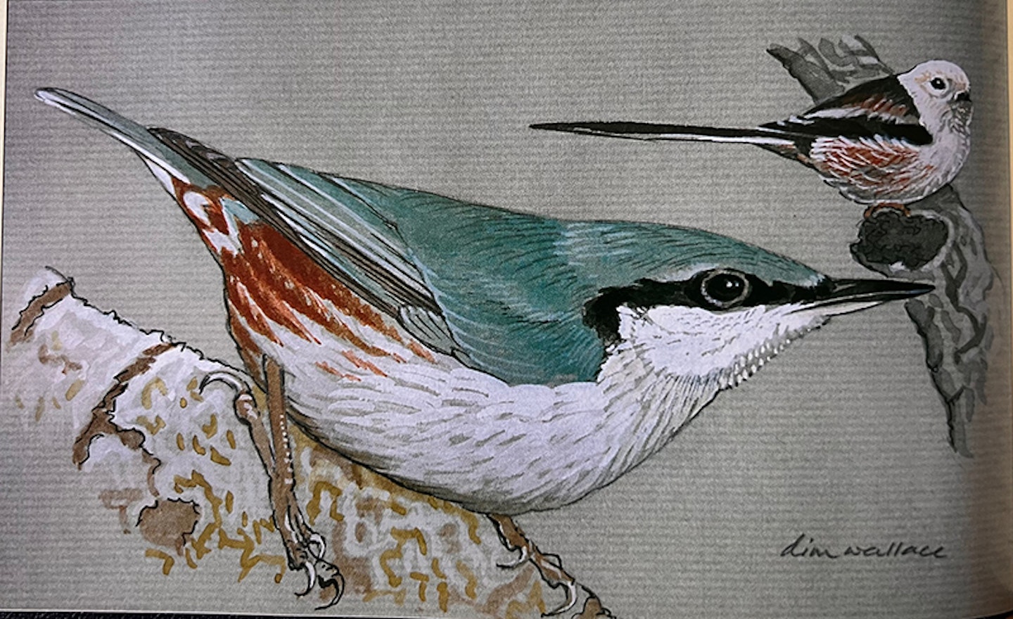 Ian Wallace's Birding Masterclass – Part 25, Features