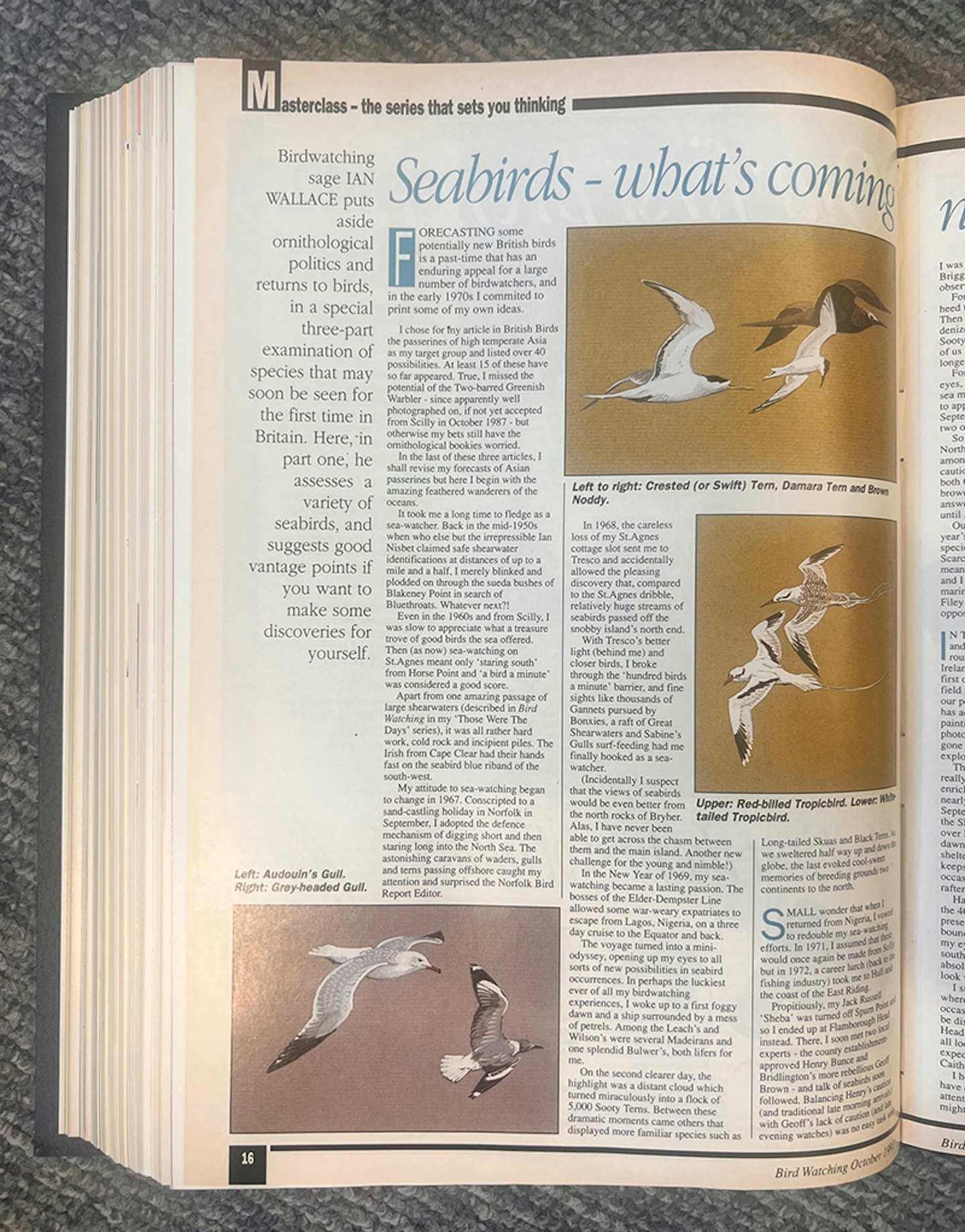 Ian Wallace's Birding Masterclass – Part 25, Features