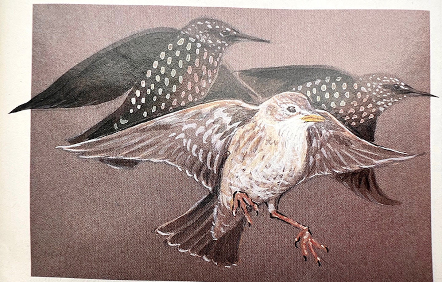 Ian Wallace's Birding Masterclass – Part 25, Features