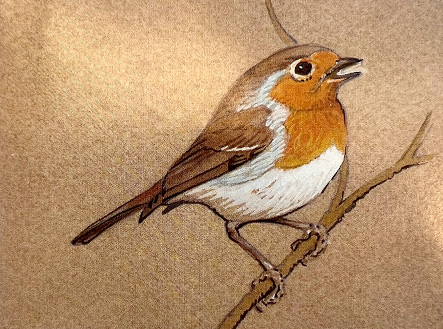 Robin BTO - British Trust for Ornithology
