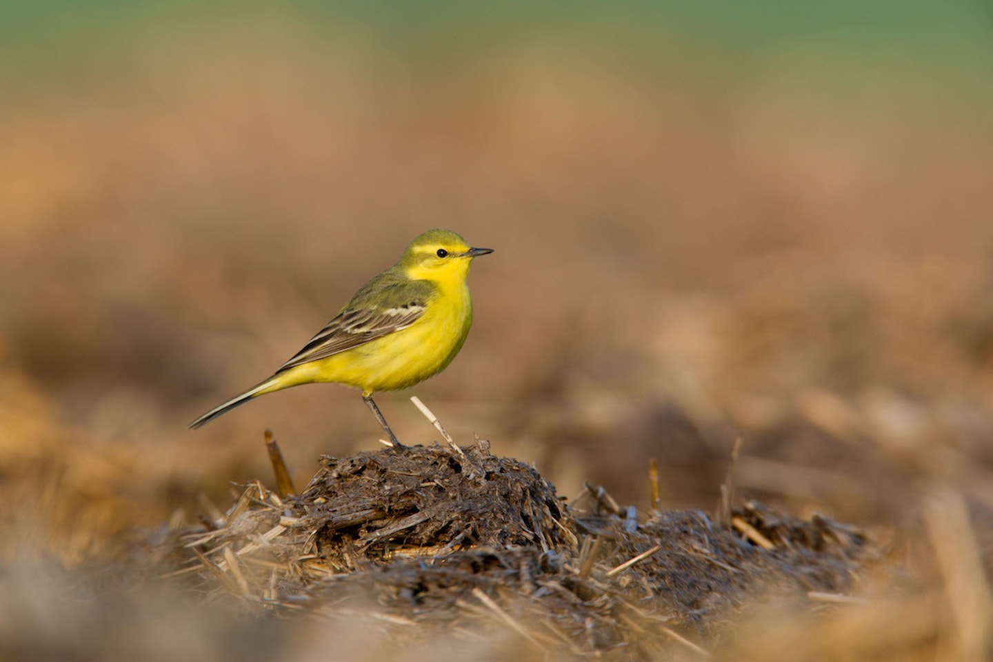 Yellow wagtail