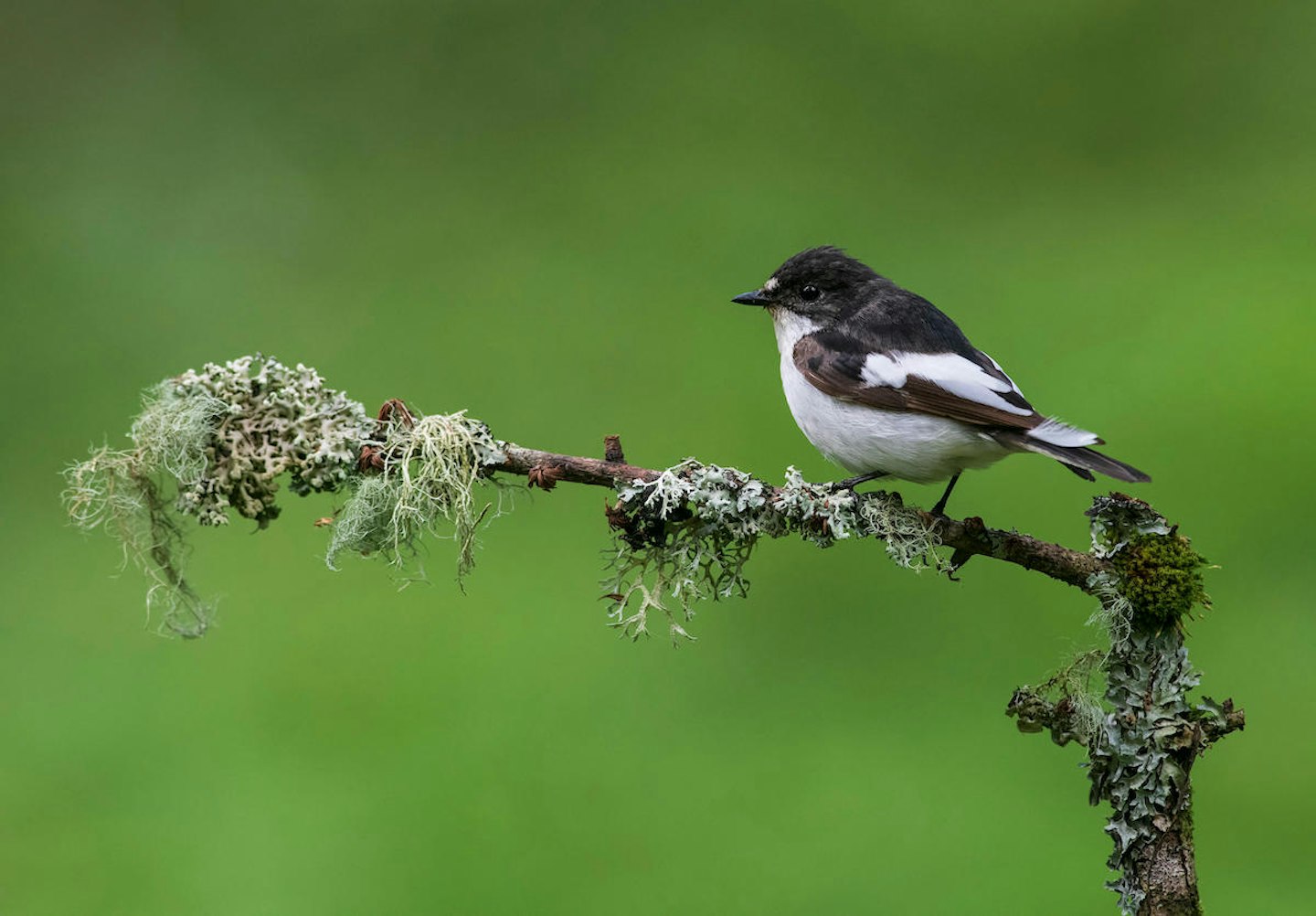 Pied Flycatcher