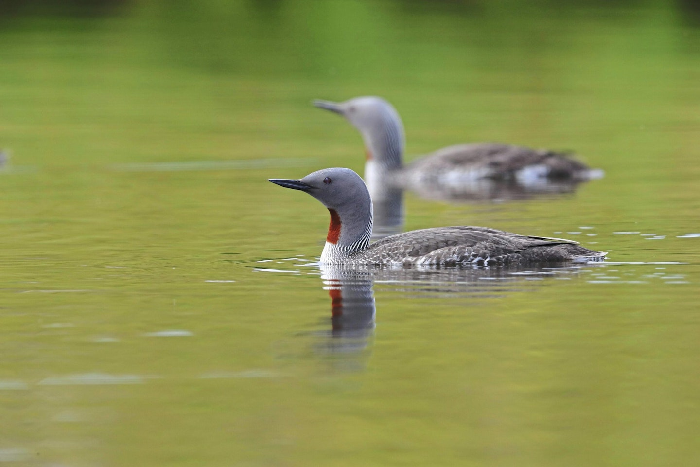 Red-throated Divers