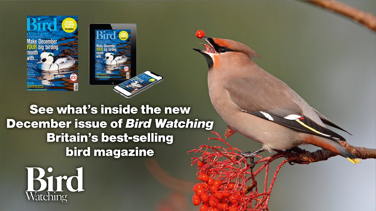 Birdwatching magazine sale binocular reviews