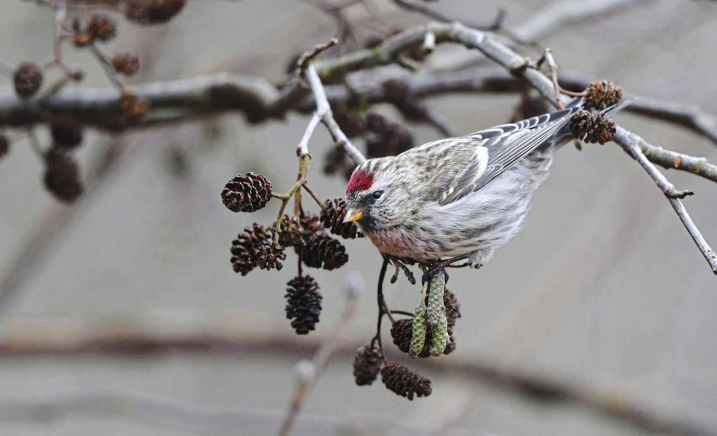 Mealy Redpoll
