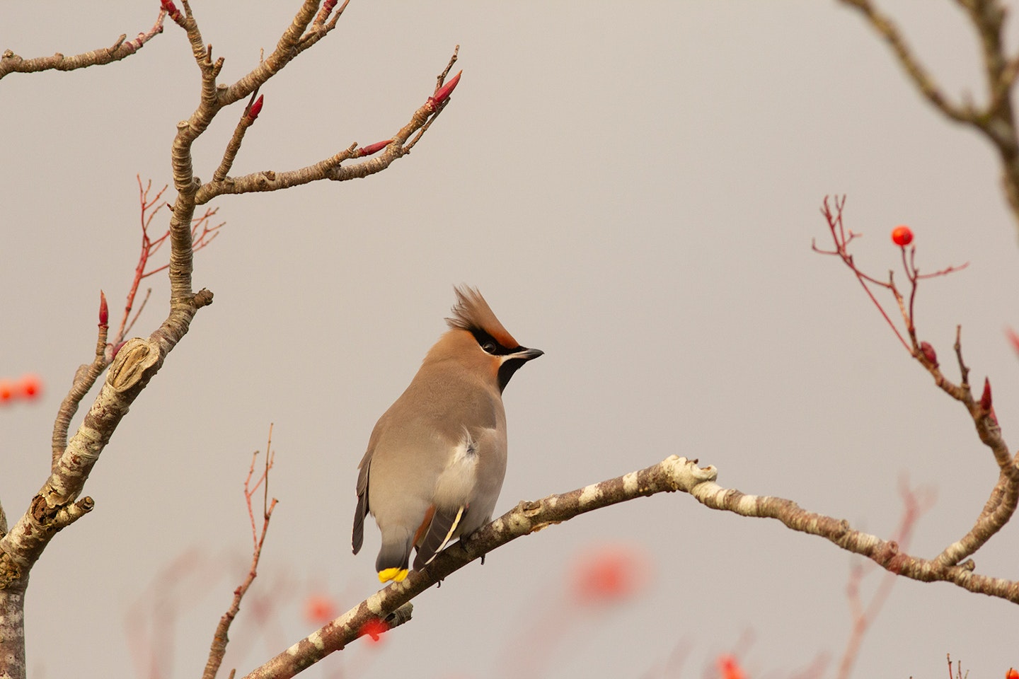 Waxwing