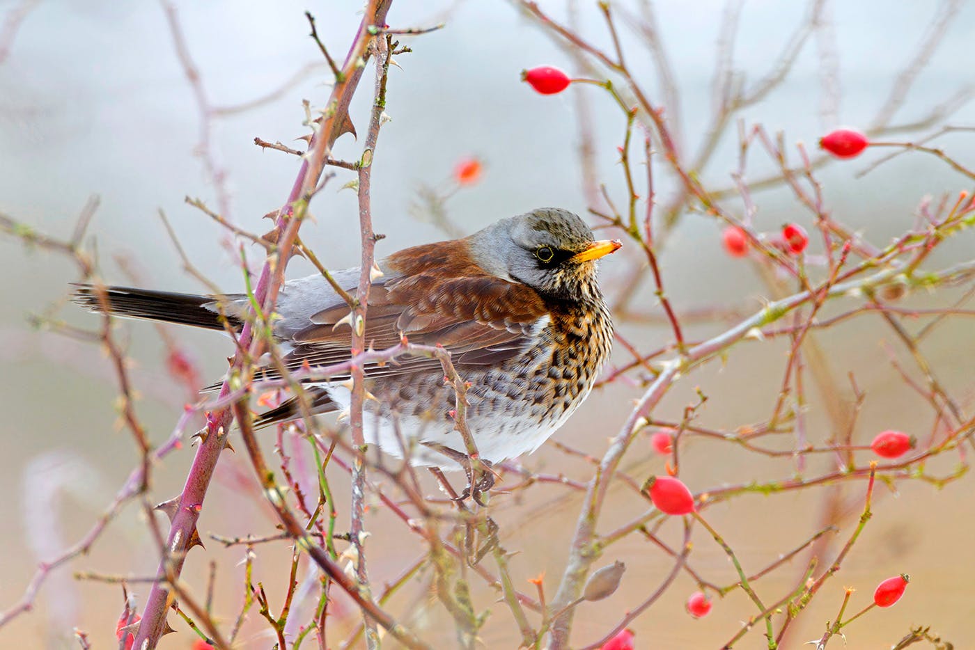 Five Birds To Find In January 2024 Features Bird Watching   FieldfareresizeD2N5AE 1 