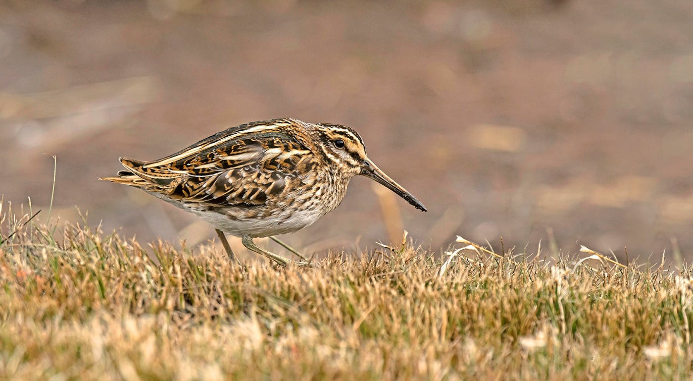 Five Birds To Find In January 2024 Features Bird Watching   Jack SniperesizeJ6BYXK 