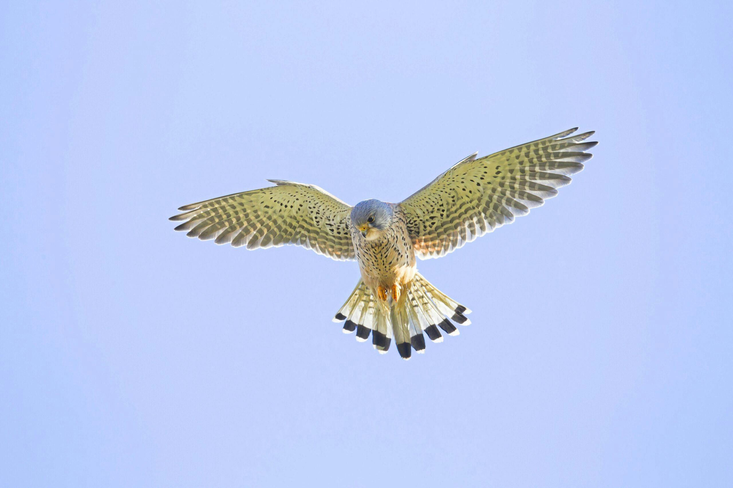 Five Birds To Find In January 2024 Features Bird Watching   Kestrel EEW04A Scaled 