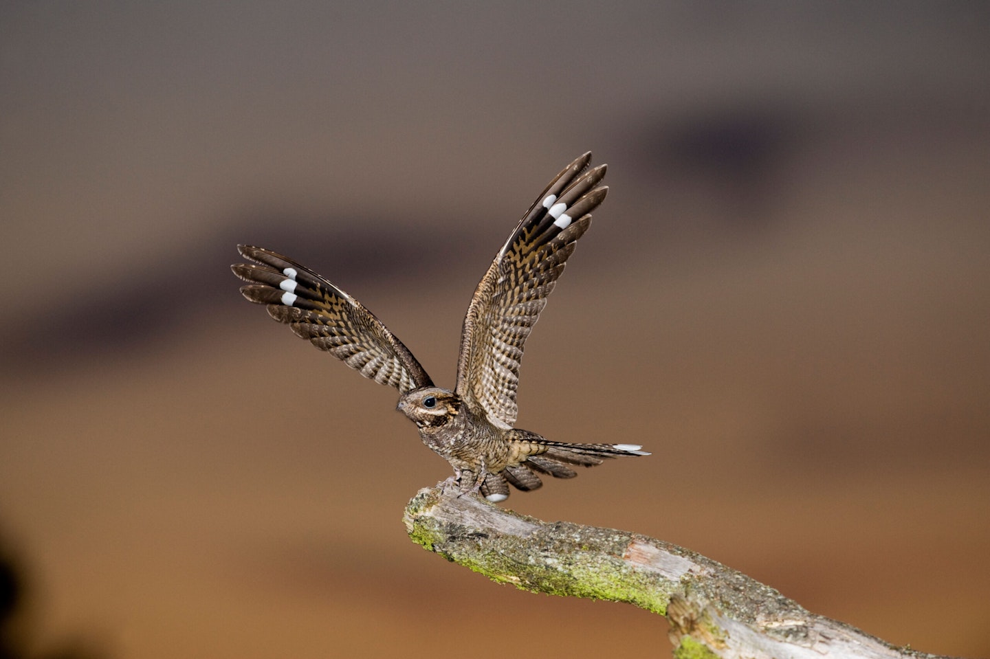 Nightjar