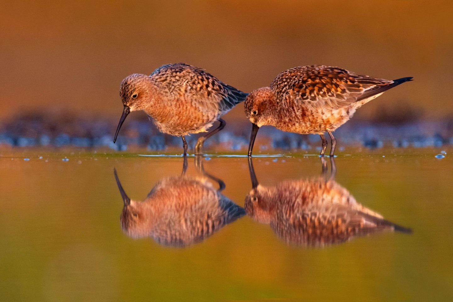 Curlew Sandpipers