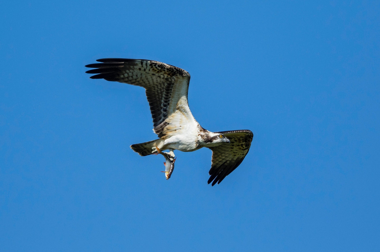 Osprey