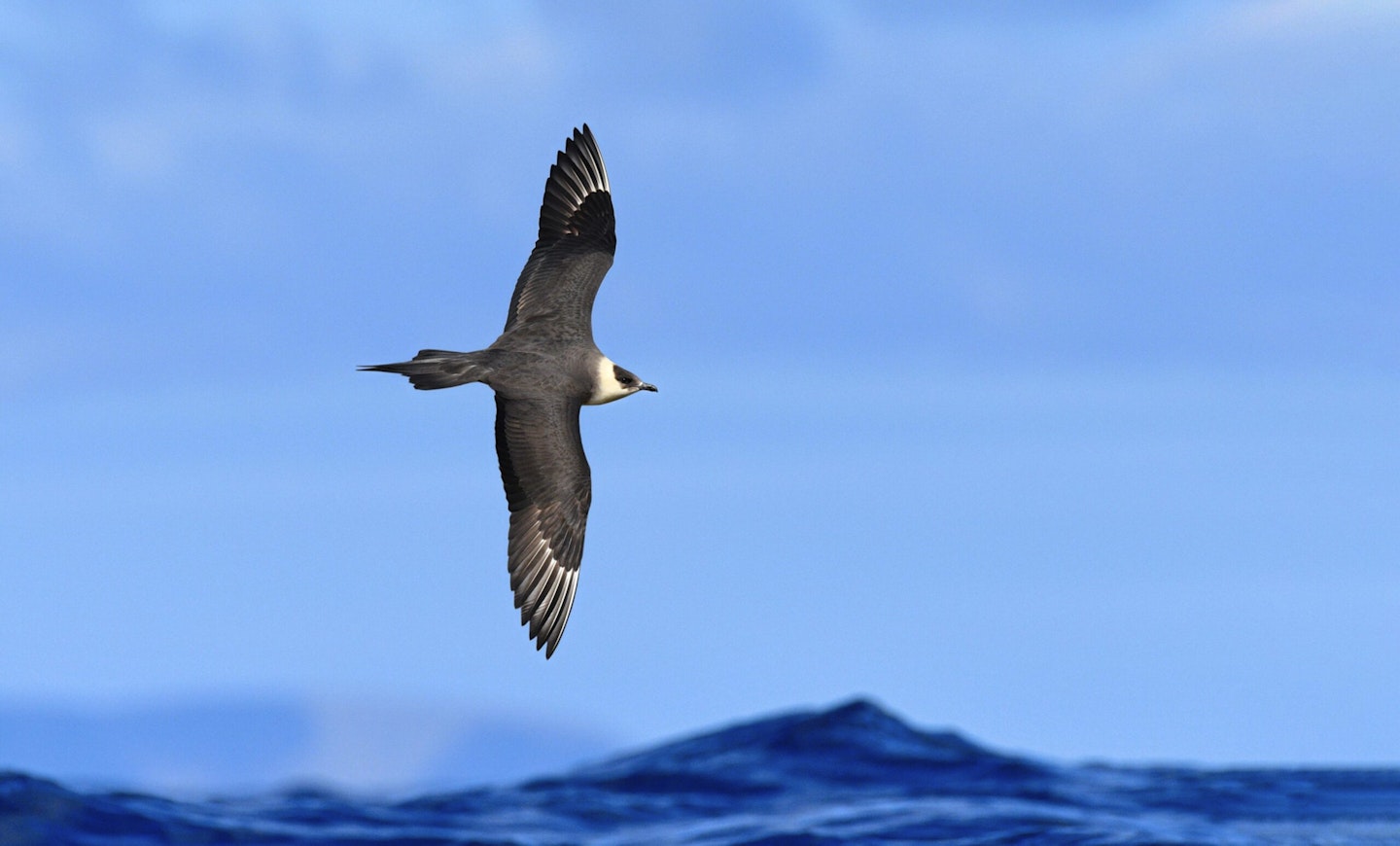 Arctic Skua
