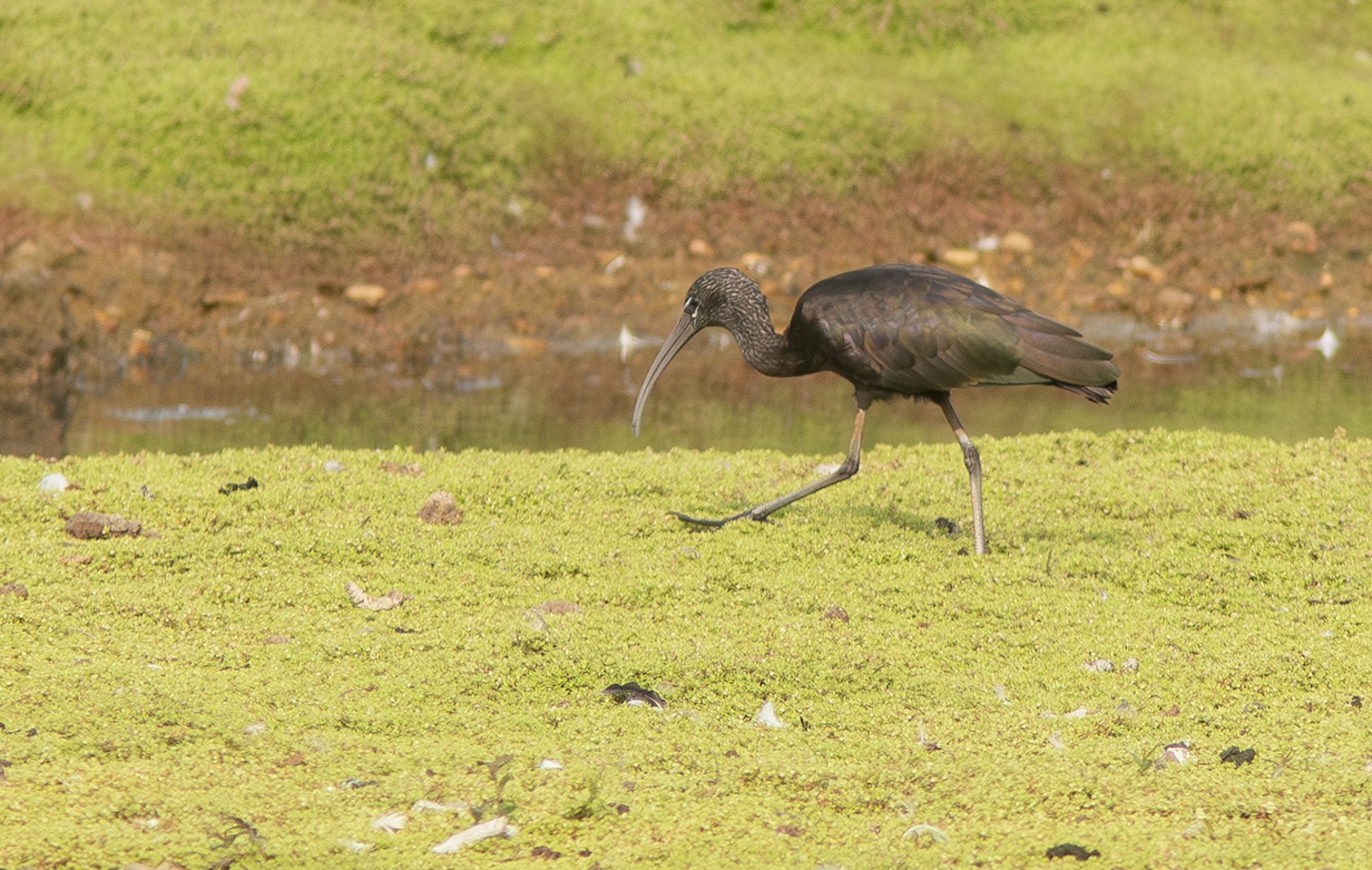 Gossy Ibis