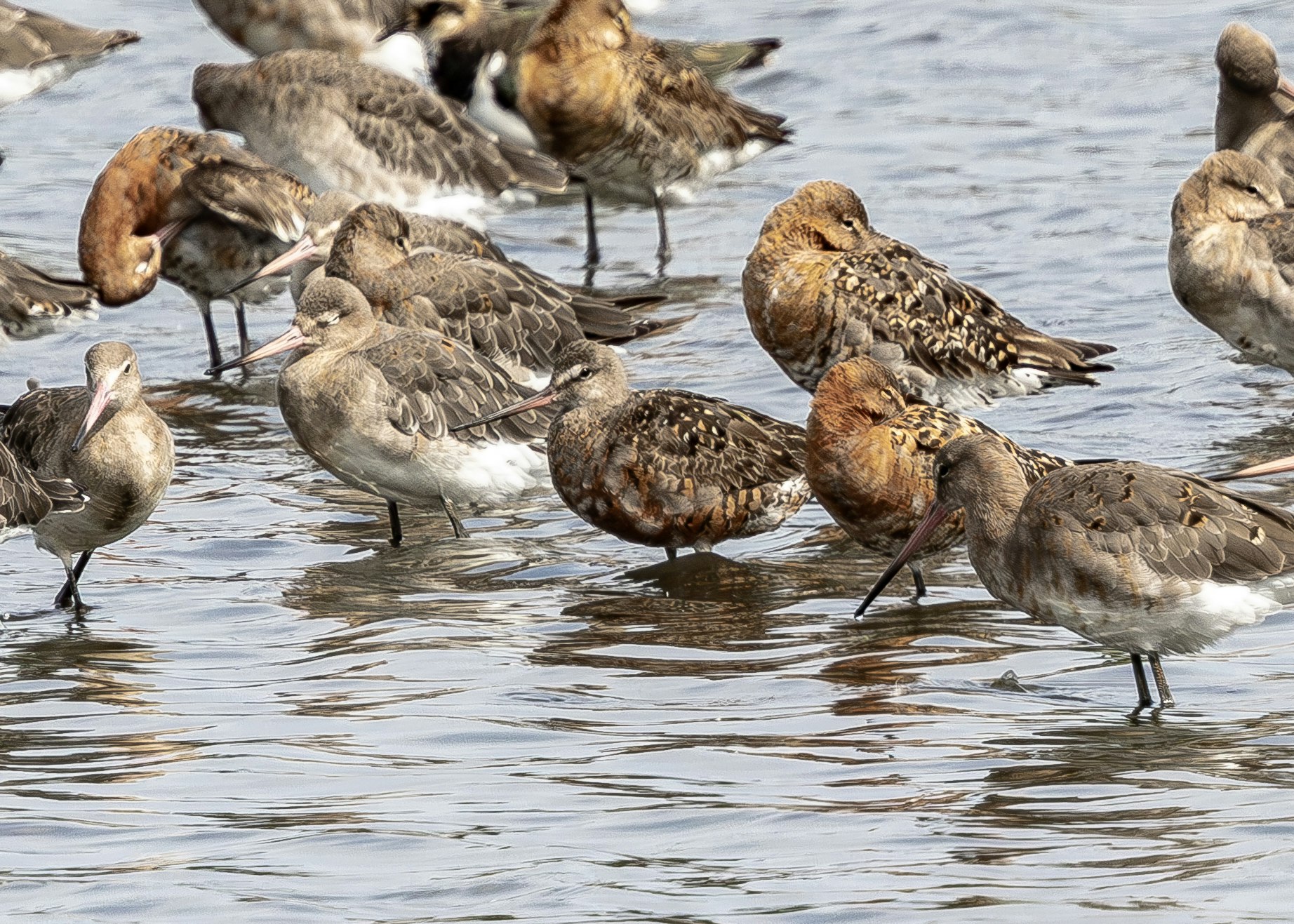 Hudsonian Godwit