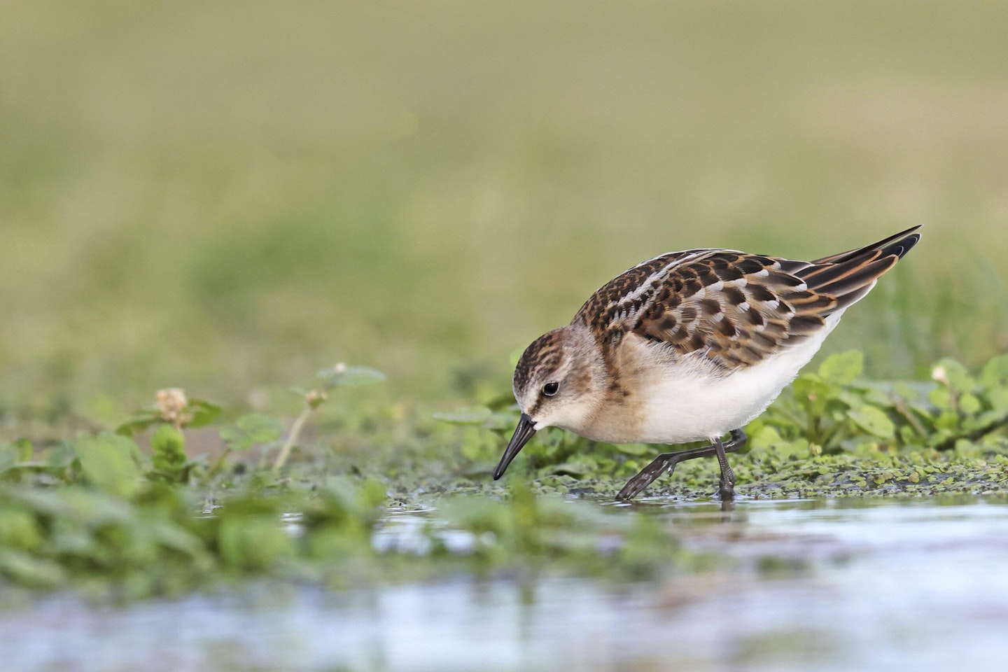 Little Stint